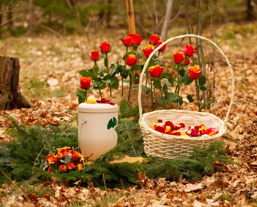 Urne bei einer liebevoll gestalteten Waldbestattung, umgeben von roten Rosen, Blütenblättern und Tannengrün